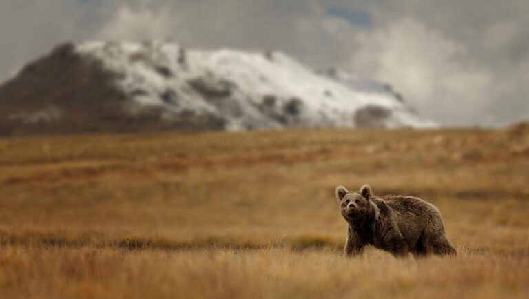 brown-bear-the-north-768×434